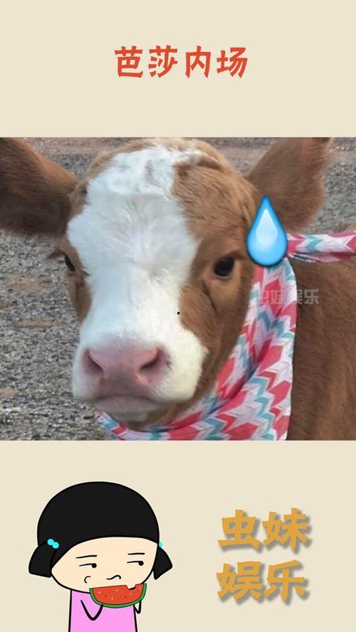 抖音网红小耳酱吃瓜,揭秘网红幕后故事